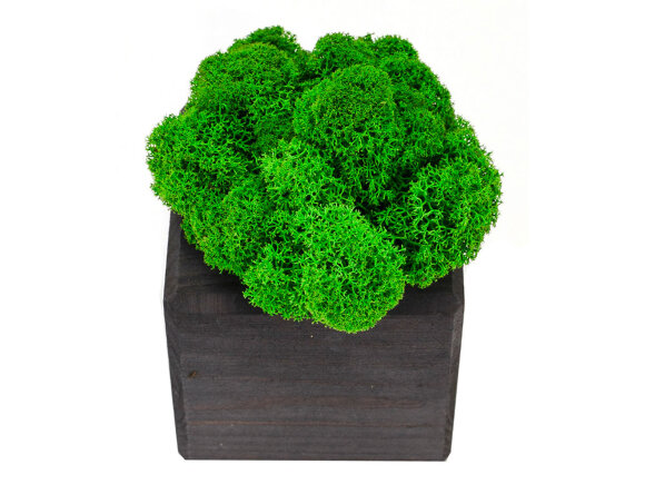 Композиция Мох в интерьере эбен, зеленый Композиция Мох в интерьере эбен, зеленый