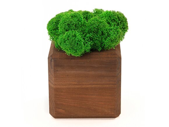 Композиция Мох в интерьере мокко, зеленый Композиция Мох в интерьере мокко, зеленый