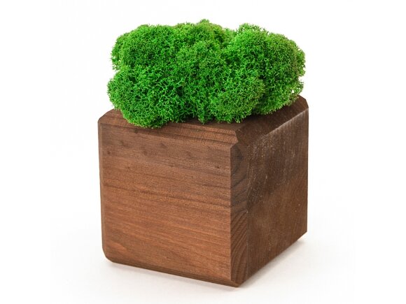 Композиция Мох в интерьере мокко, зеленый Композиция Мох в интерьере мокко, зеленый