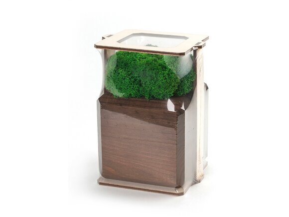 Композиция Мох в интерьере мокко, зеленый Композиция Мох в интерьере мокко, зеленый