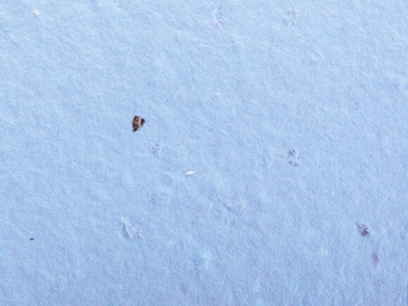 Живой блокнот с семенами цветов, А6, синий